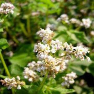 Semences bio: SARRASIN, sachet de 200 g