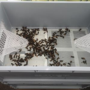 Piège à frelons asiatiques