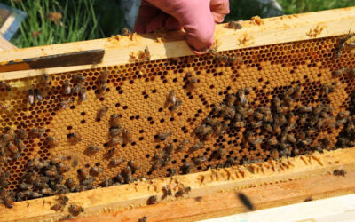 Assurances apicoles et éco-contribution 2026